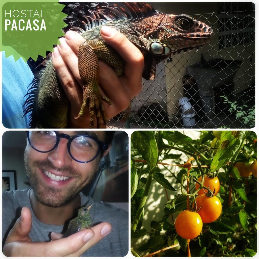 דויד Pacasa Hostel מראה חיצוני תמונה